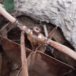 Proyectos Eléctricos
